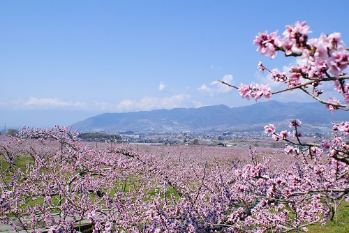 山梨市で開催される桃の花まつり情報2019