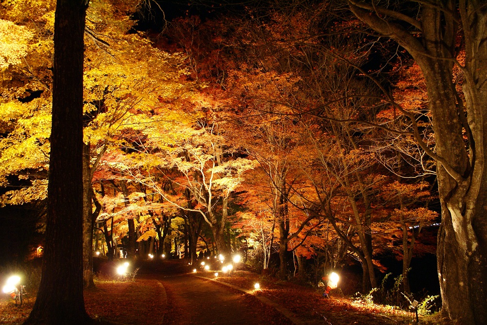 山中湖紅葉ライトアップ