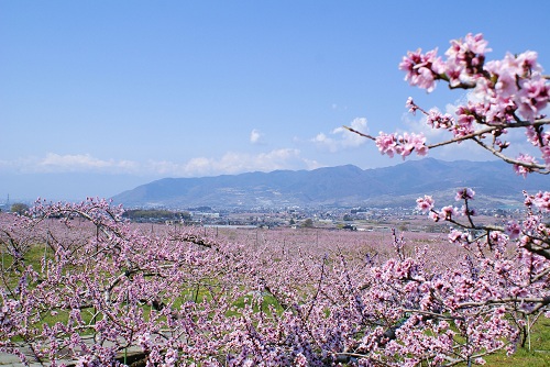 笛吹市で行われる桃の花まつりまとめ 山梨観光スポット情報