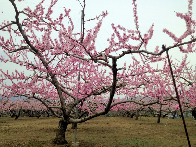 笛吹市の桃の花の開花状情報19 山梨観光スポット情報